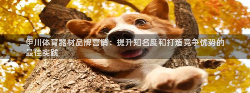 极悦娱乐代理人是谁:伊川体育器材品牌营销:提升知名度和打造竞